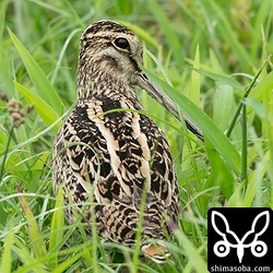 こちらはハリオシギ。少し距離が近すぎて、この後、草むらに隠れてしまいました。