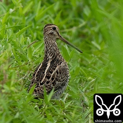 今季初のハリオシギ発見!!