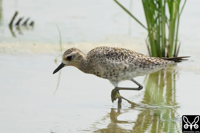 ムナグロは田んぼや海岸、牧草地で確認。