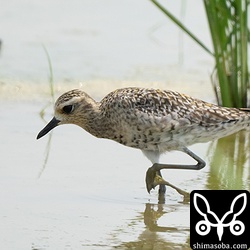 ムナグロは田んぼや海岸、牧草地で確認。