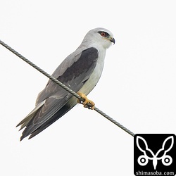 夕方になると必ず田んぼに現れるカタグロトビ。ジシギの観察をしているとじゃまですね…。^^;