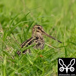 チュウジシギは結構、飛来してきています。