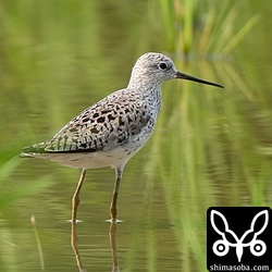 夏羽になったコアオアシシギ。美しいですね。