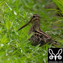 上のハリオシギと一緒にいたチュウジシギ。タシギはすでにあちこちに入っているので、これでジシギ3種がそろいました。^^