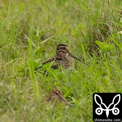こちらもチュウジシギ。
