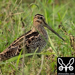 またまたチュウジシギ。