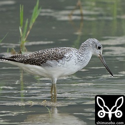 アオアシシギも増えてきています。