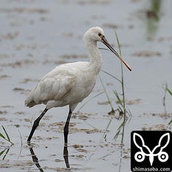 ヘラサギは少し前から島内を放浪中です。