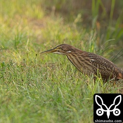 ジシギを探しているとリュウキュウヨシゴイによく遭遇します。