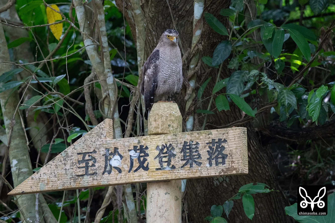 カンムリワシ
