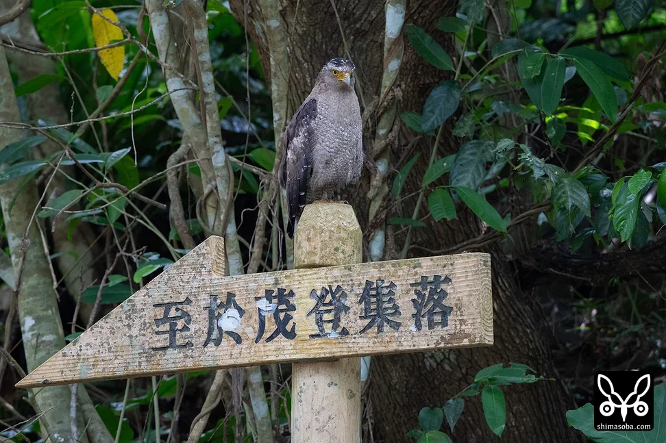 カンムリワシ