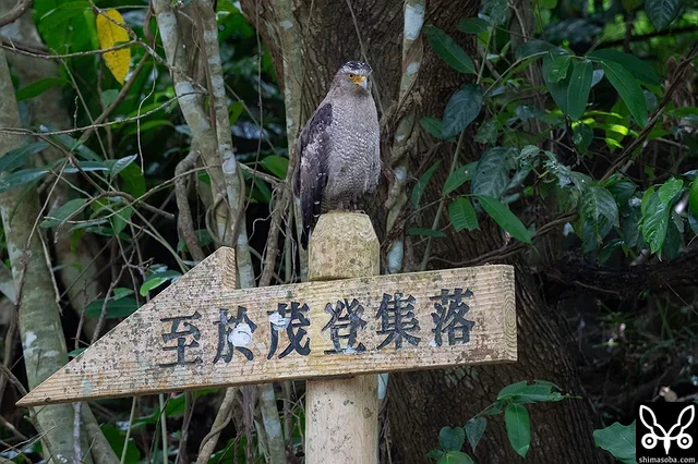 於茂登集落への案内看板にカンムリワシ。