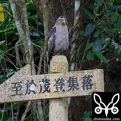 於茂登集落への案内看板にカンムリワシ。