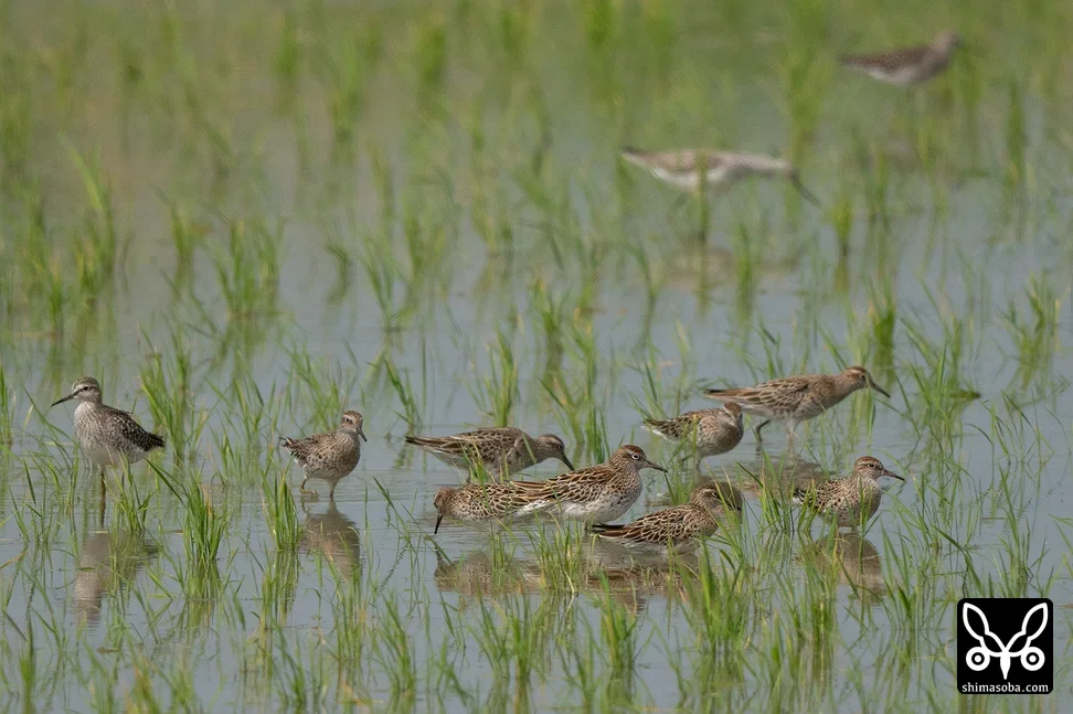 ウズラシギ