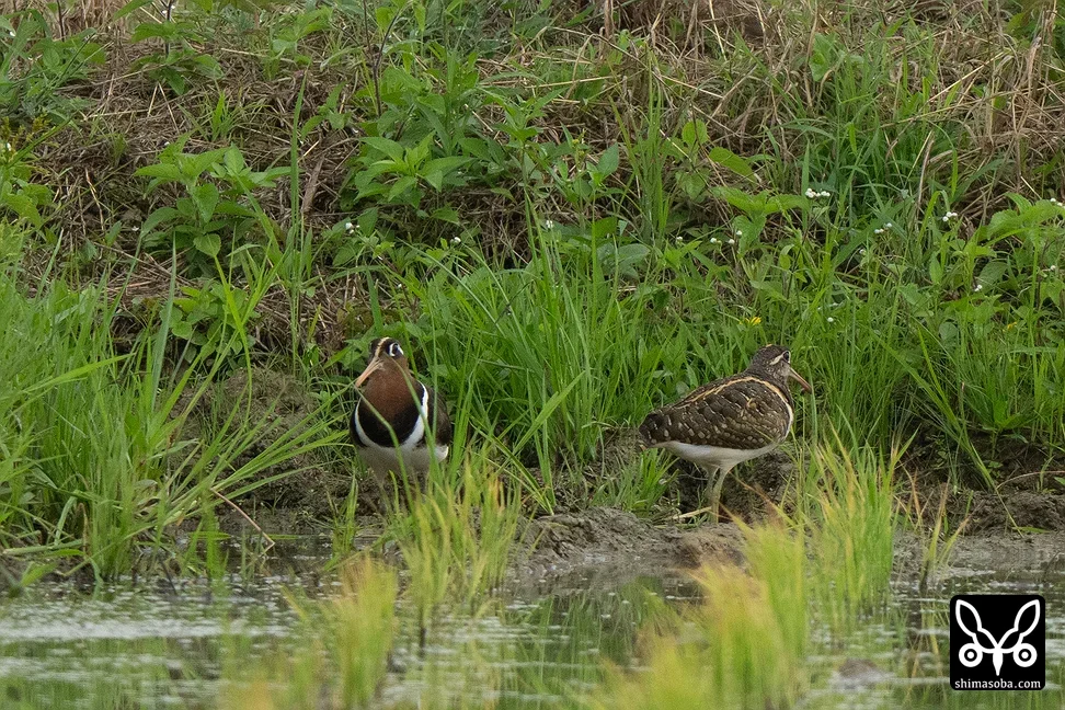 タマシギ