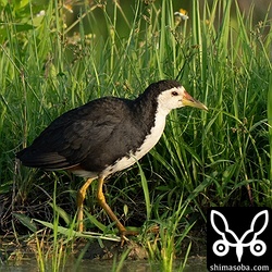 シロハラクイナはペアで行動している個体が多くいました。