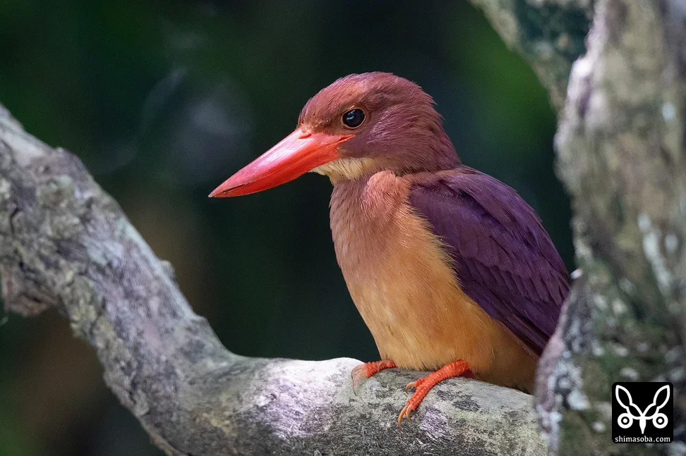 リュウキュウアカショウビン
