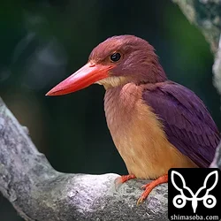 繁殖期序盤のアカショウビン。公園の個体はどれも警戒心がありません…。