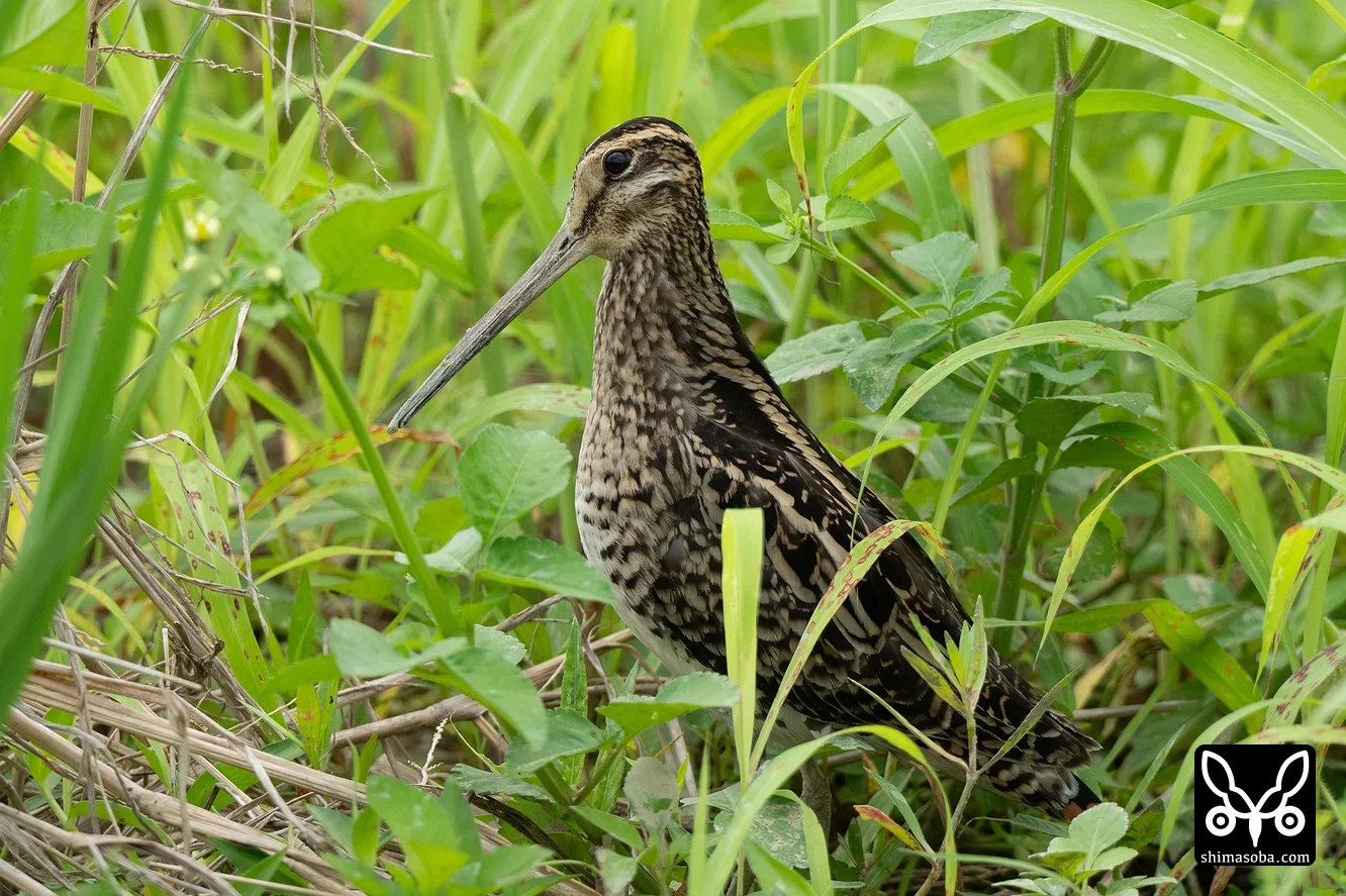 チュウジシギ