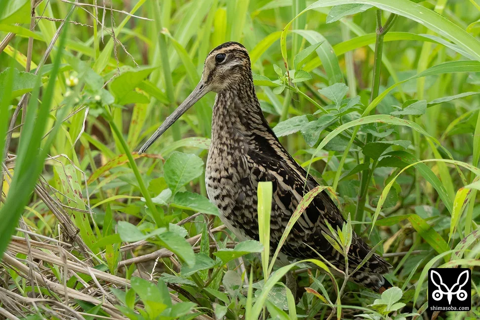 チュウジシギ