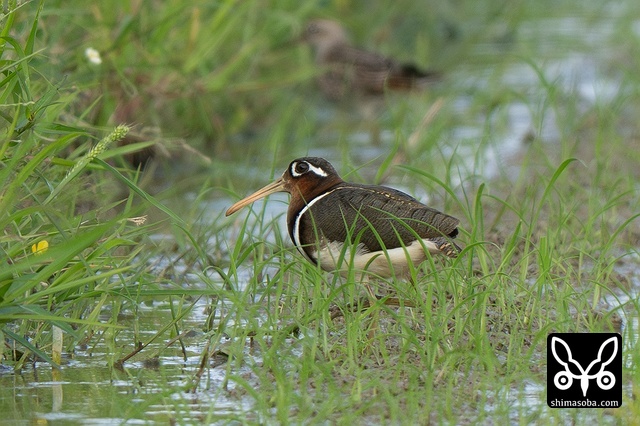 タマシギ