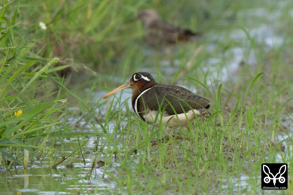 タマシギ