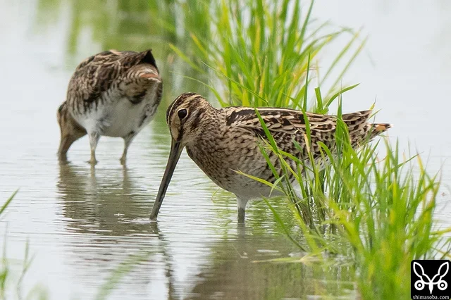 こちらはチュウジシギ。