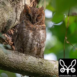 見張りをするリュウキュウコノハズクのオス。