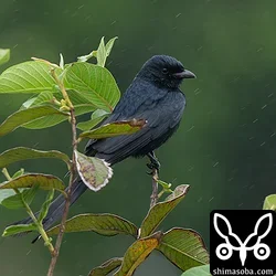 グアバの木にとまるオウチュウ。警戒心の全くない個体でした。