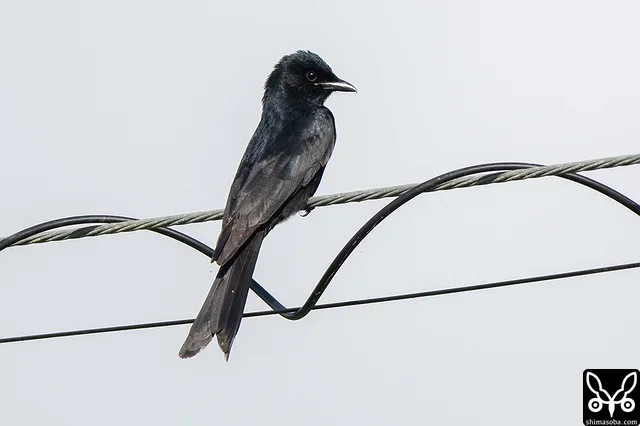 警戒心ゼロのオウチュウ。飛翔する昆虫を捕まえていました。