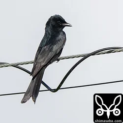 警戒心ゼロのオウチュウ。飛翔する昆虫を捕まえていました。