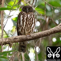 オスのリュウキュウアオバズクが見張りに立っています。すでに放卵していれば、7月上旬にはヒナが巣立つでしょう。