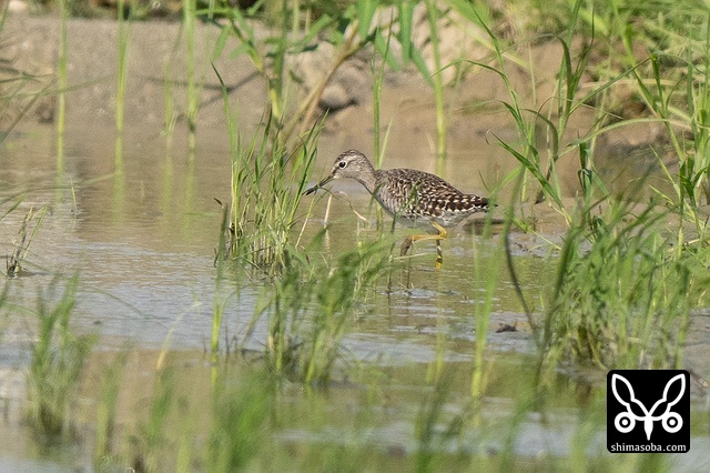 タカブシギ