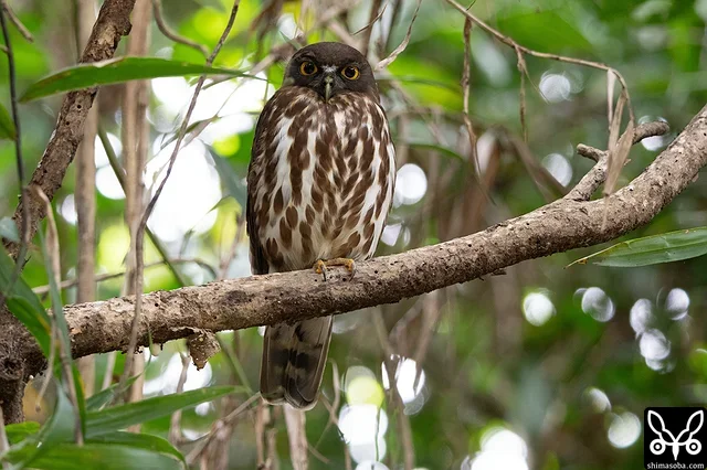 アオバズクのオス。この個体とも長い付き合いになります。
