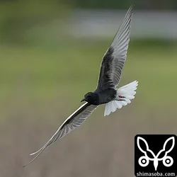 夏羽のハジロクロハラアジサシは、田んぼの上を飛び回りながら獲物を捕まえていました。