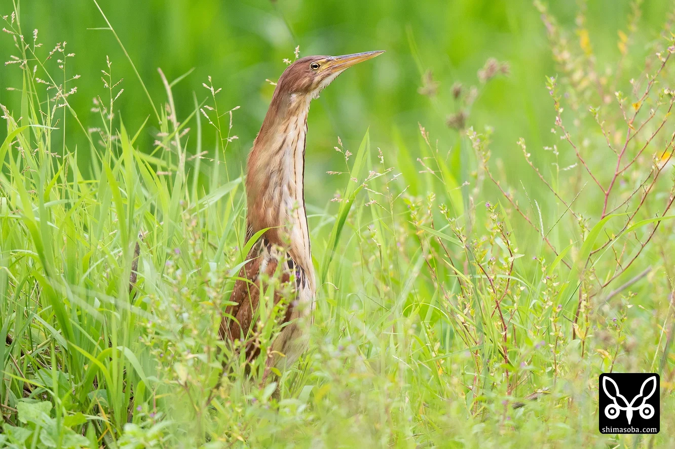 リュウキュウヨシゴイ