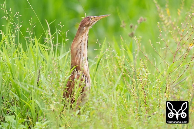 リュウキュウヨシゴイ