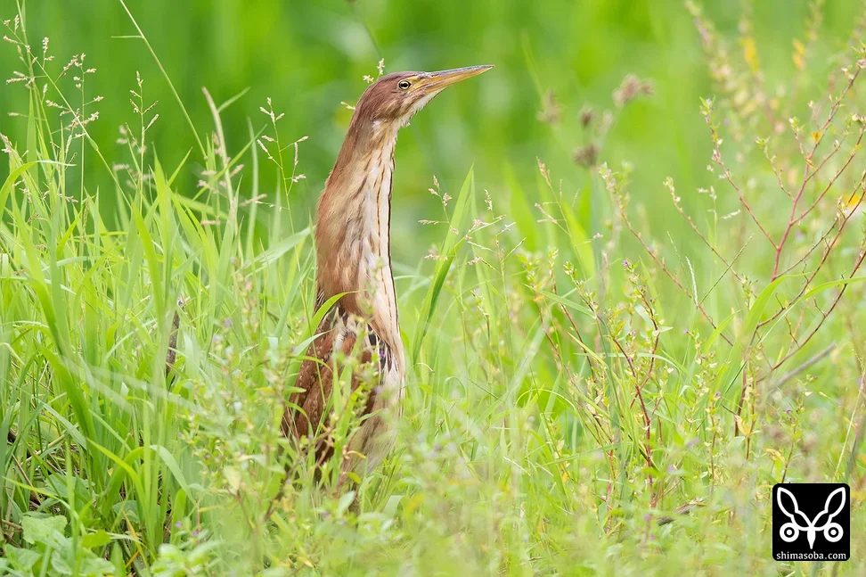 リュウキュウヨシゴイ