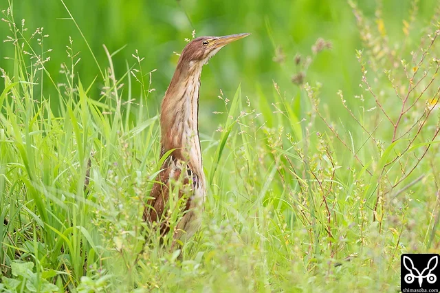 上のアカガシラサギのいた田んぼの近くに出現したリュウキュウヨシゴイのメス。
