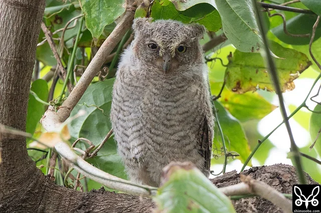 昨夜、巣立ったと思われるリュウキュウコノハズクの幼鳥。まだ綿羽が残っていますね。