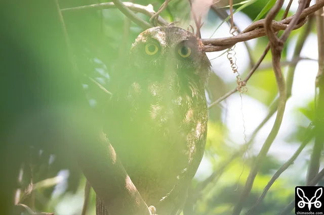 近くで見張りをする親鳥。カラスなどが近づいたら緊急発進して、わが子を守ります。