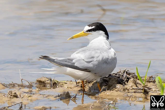 コアジサシの成鳥。4家族ほどが田んぼに水浴びにやってきていました。