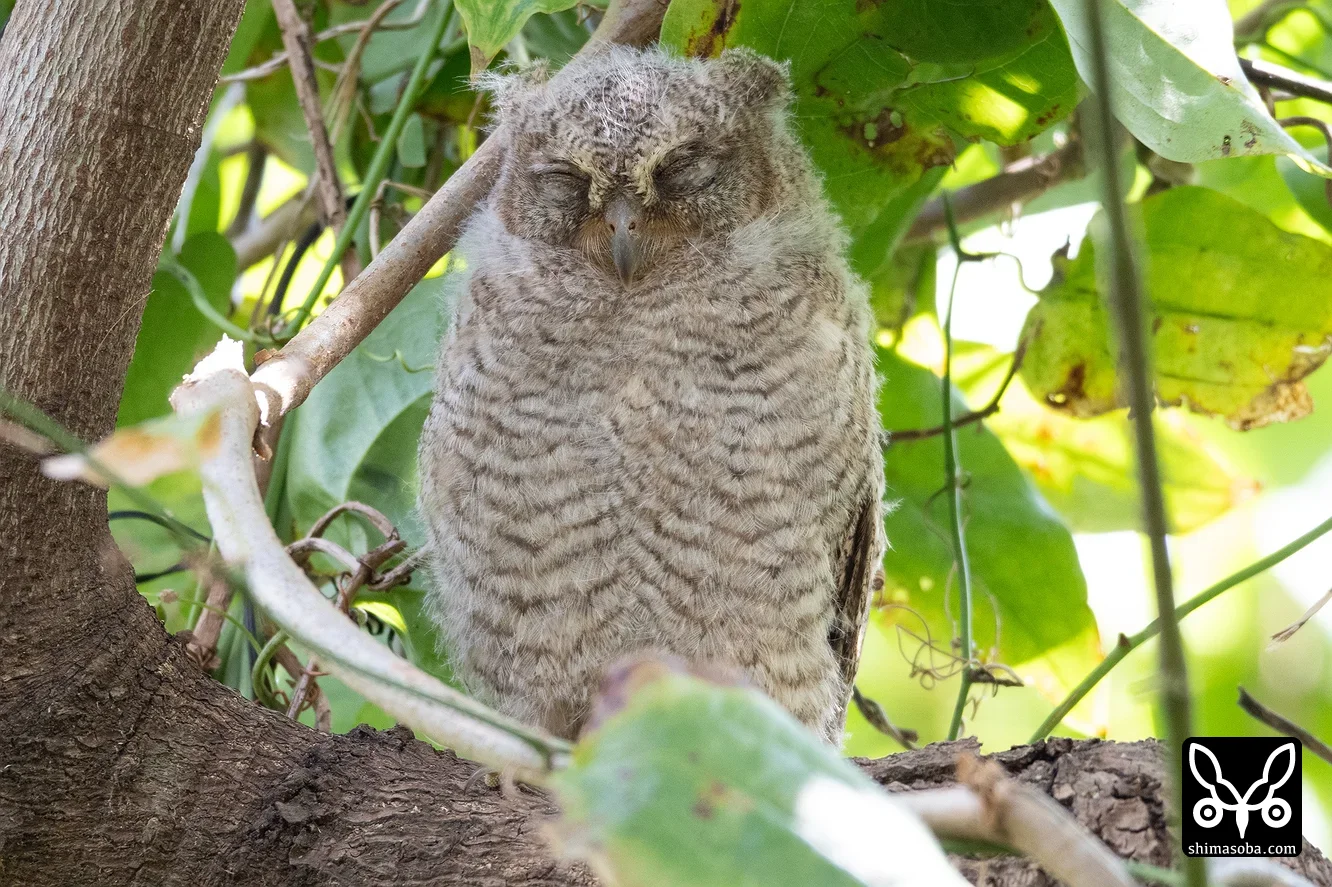 リュウキュウコノハズク