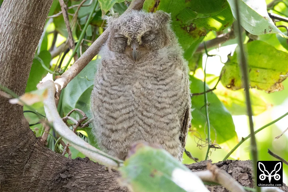 リュウキュウコノハズク