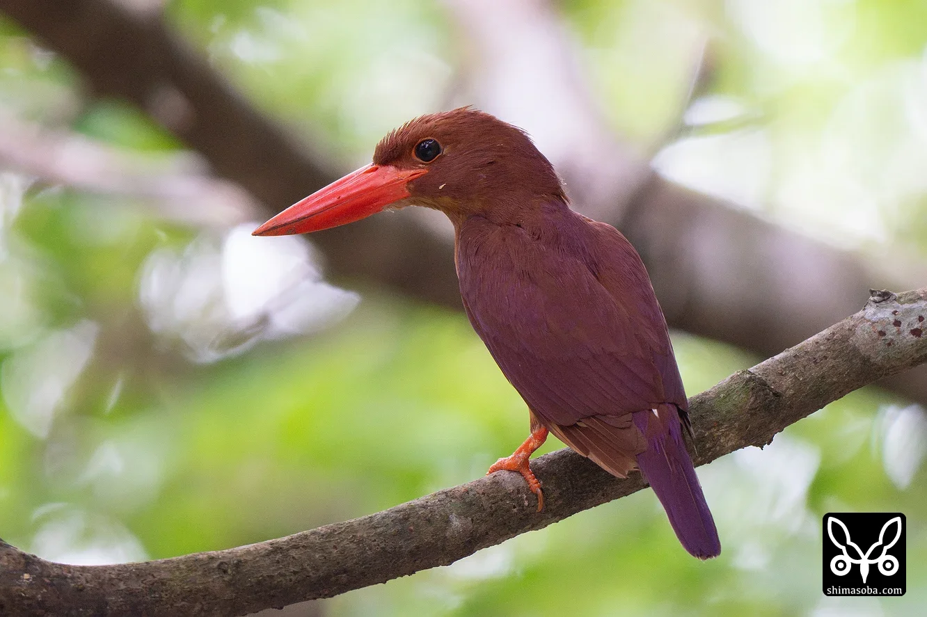 リュウキュウアカショウビン