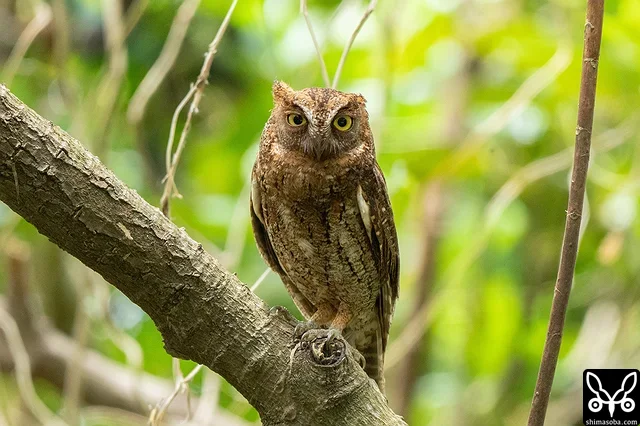 カラスとバトルを繰り広げていたリュウキュウコノハズク。