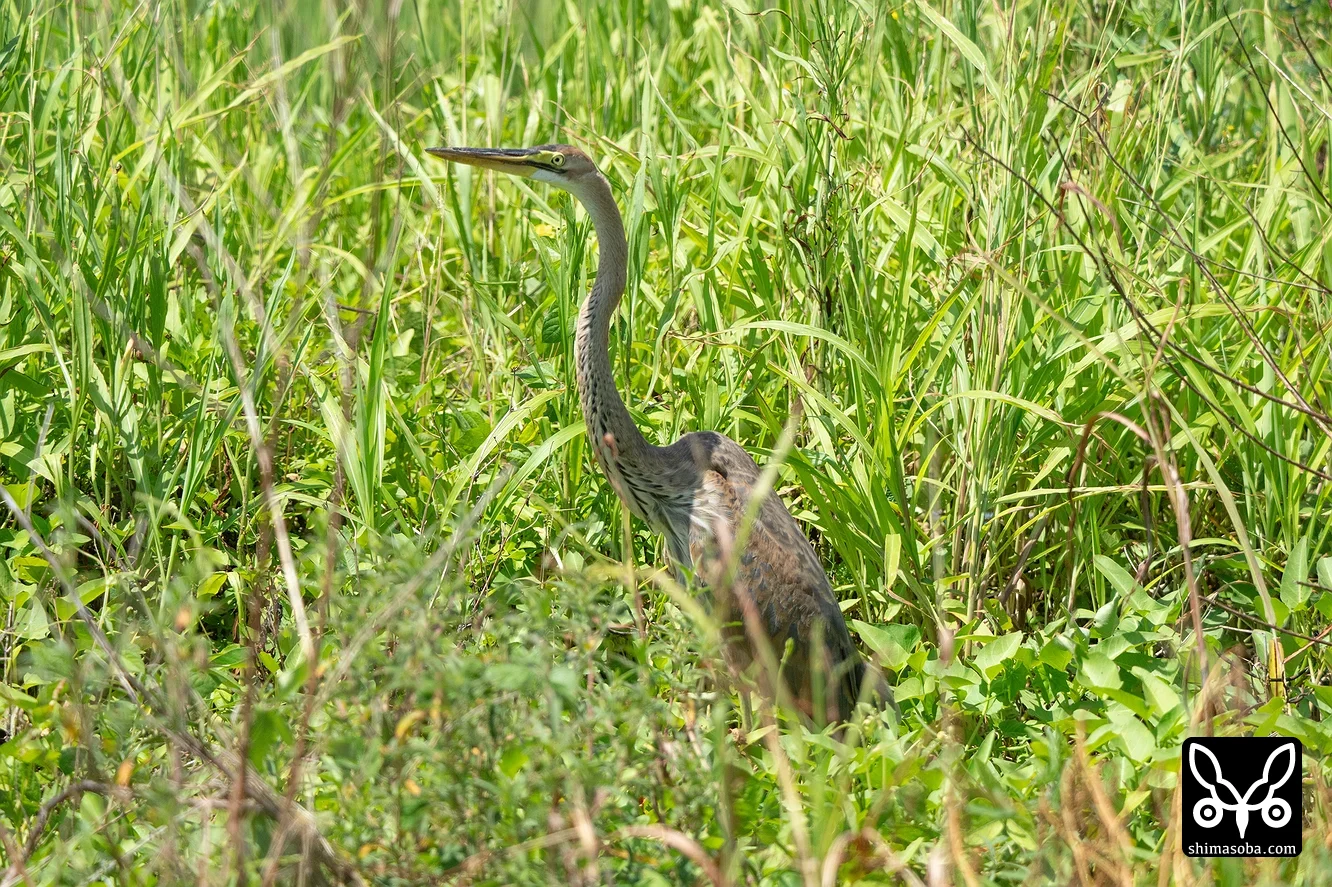 ムラサキサギ