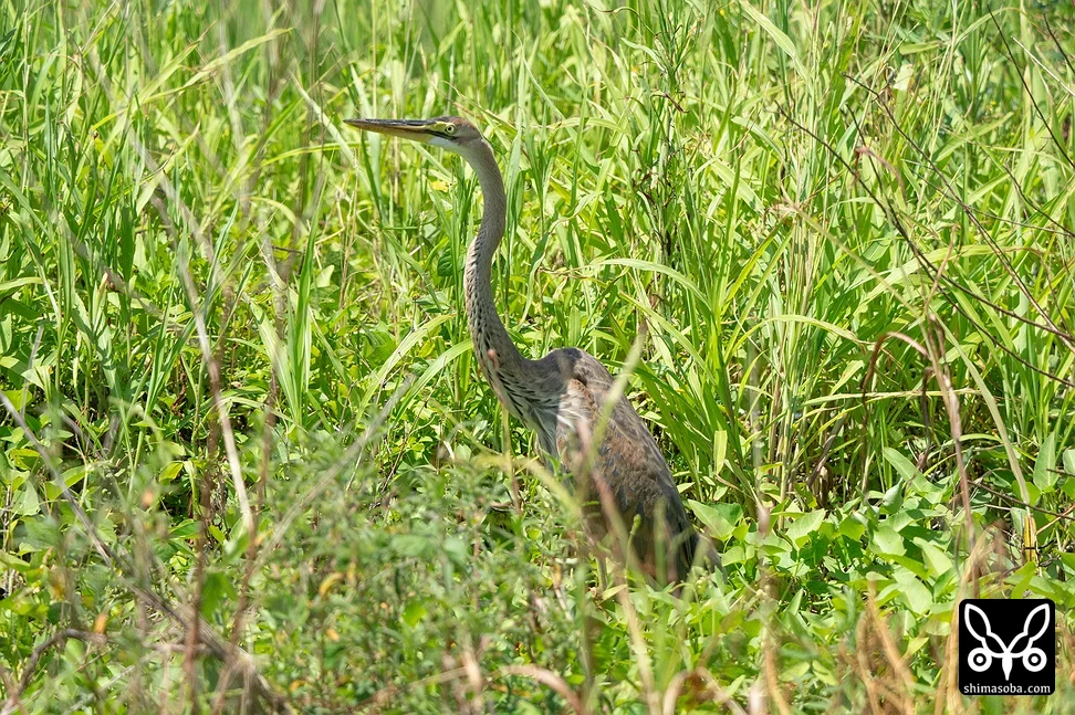 ムラサキサギ
