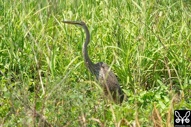 ムラサキサギの幼鳥を今季初観察。これから成鳥、幼鳥とにぎやかになります。