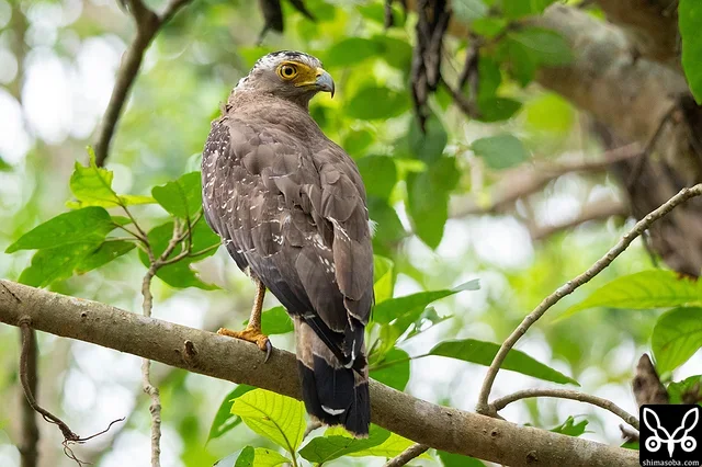 林道にカンムリワシの成鳥。子育てを無事に終えることができるといいですね。